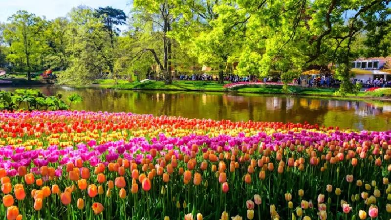 Flodkryssning p Rhen med besk i Keukenhof 12-19 april 2026